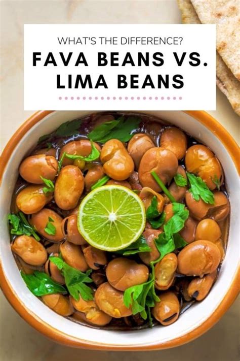 are fava beans similar to lima beans